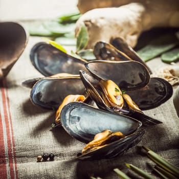 Succulent fresh boiled mussels for a seafood starter lying with fresh herbs and spices on a cloth in a rustic kitchen ready to be combined into a savory recipe