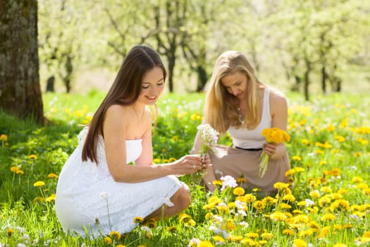 two young women picking flowers in a meadow in spring