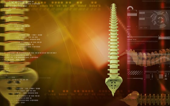 Digital illustration of back bone in colour background