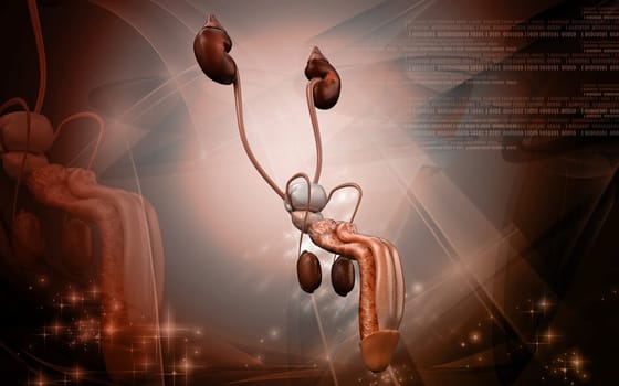 Digital illustration of Male reproductive organ in colour background