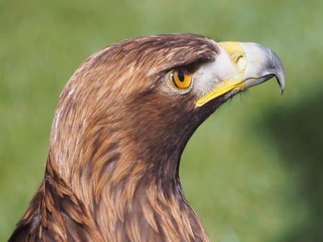 Golden eagle