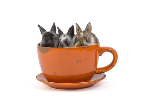 Bunnies/Easter Bunnies