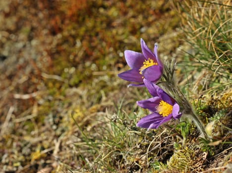 Ordinary kitchen clamps (Pulsatilla vulgaris)