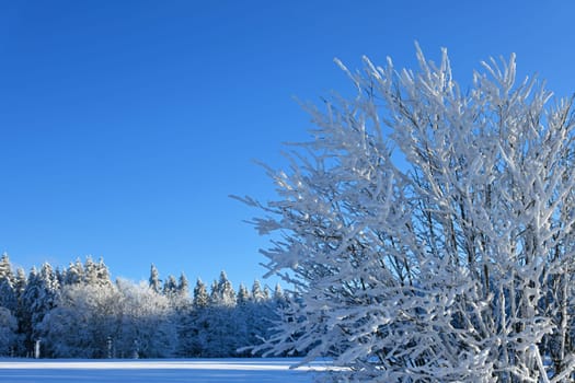 Snow-covered trees when the weather is nice
