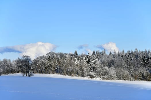 Snow-covered trees when the weather is nice