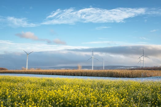 rape fied, with windmills, burgenland, austria