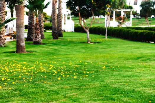 Beautiful landscaping on the territory of the hotel using a green lawn, paths and various plants. Landscape design business. Professional exterior planning and implementation. Yellow petals on lawn