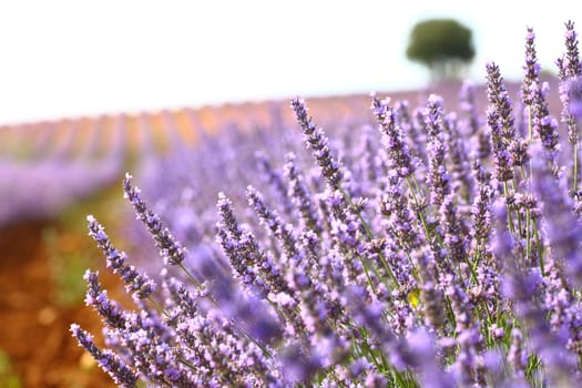 Close up of flowers of lavender in a field
