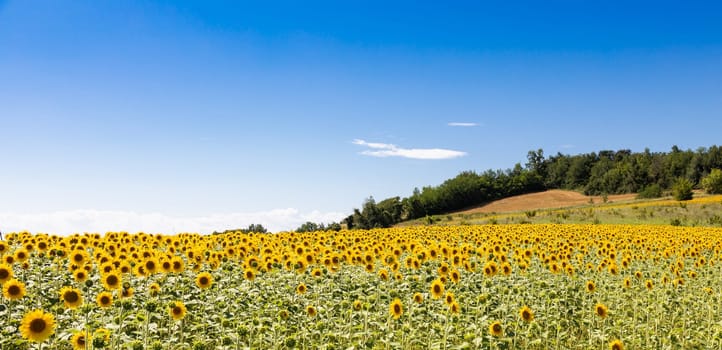Sunflowers field in Italy. Scenic countryside in Tuscany with deep blue sky.