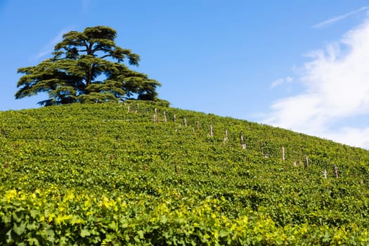 Panoramic countryside in Piedmont region, Italy. Scenic vineyard hill close to Barolo.