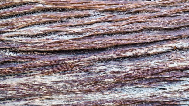 Old tree bark rough texture close up surface. Nature wood grunge grain background.