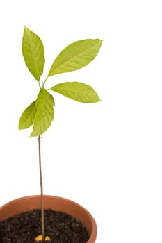 Young avocado plant in a pot isolated on white