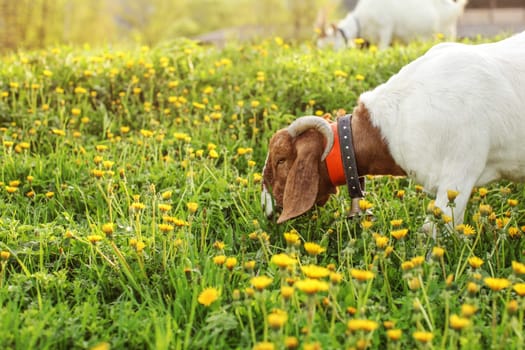 Anglo Nubian goat grazing, eating grass on meadow full of dandelions, lit by evening sunset light.