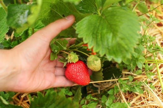 Man hand holding strawberries in the farm field, checking if they're ripe or unripe.