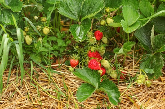 Strawberries, ripe and unripe, with leaves and straw under, on a farm strawberry field.