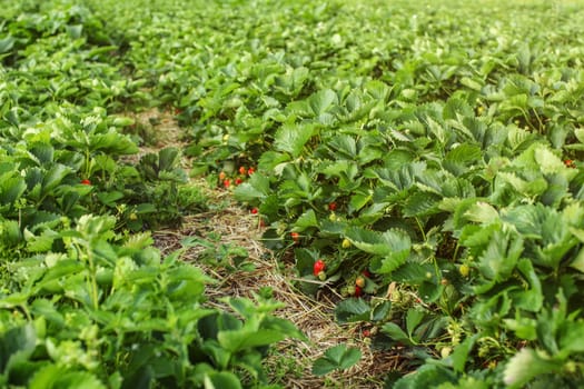 Strawberry field, lit by sun, some of red ripe strawberries showing under leaves.