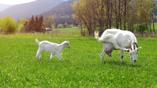 Female goat scratching her head, with baby goat behind her, walking on sun lit farm meadow.