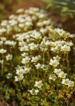 Shallow depth of field photo, only few petals in focus - small white flowers lit by afternoon sun. Abstract spring background.