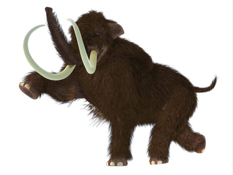 The Woolly Mammoth was a herbivorous mammal that lived in the Pliocene and Pleistocene periods of Asia  Siberia and North America.