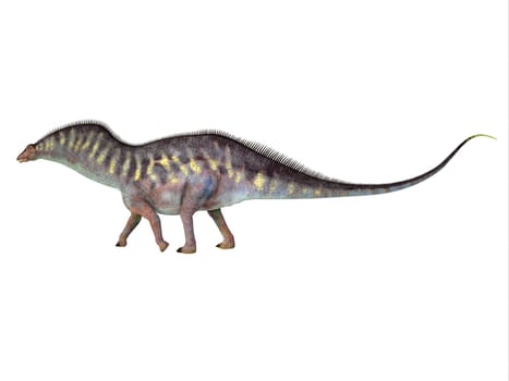 Amargasaurus was a herbivorous sauropod dinosaur that lived in Argentina during the Cretaceous Period.