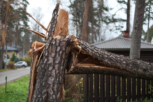 huge pine tree is broken by the storm wind, broke the fence of the house