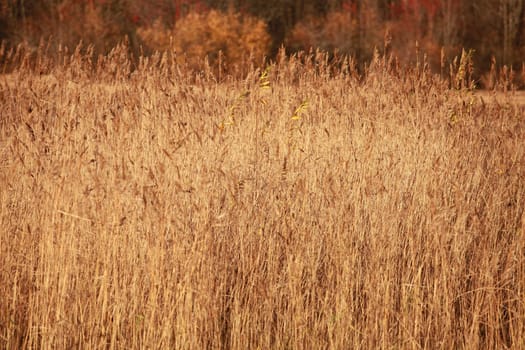yellow dry thickets of tall reeds autumn abstract background