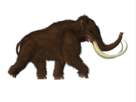 The Woolly Mammoth was a herbivorous mammal that lived in the Pliocene and Pleistocene periods of Asia  Siberia and North America.