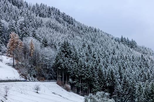 black forest in winter