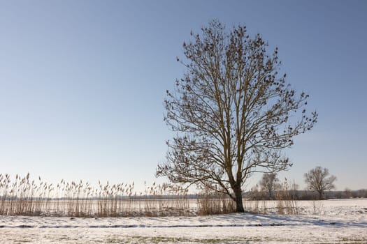 rural winter landscape