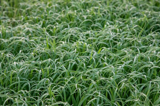 Dewdrops on Green Grass Beautiful Natural View