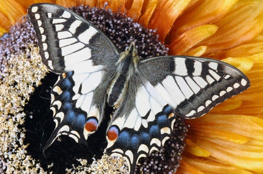 a butterfly perched on a flower
