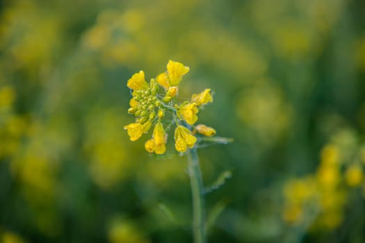 Dew-wet yellow mustard flower with a Blurry background.