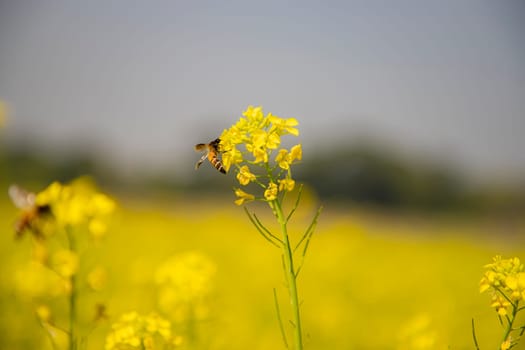 Bee Yellow Mustard flowers collecting honey with Blurry background view