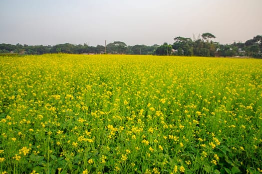 Beautiful Natural Yellow Mustard flowers in the Field Landscape view.