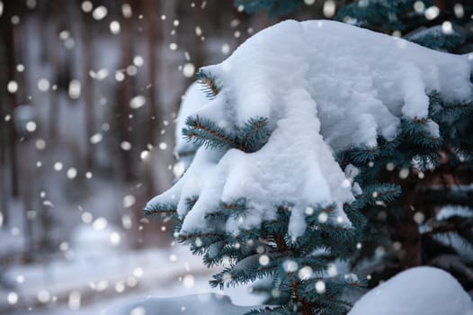 Snow-covered fir trees in the mountain forest.