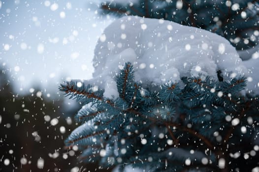 Snow-covered fir trees in the mountain forest.