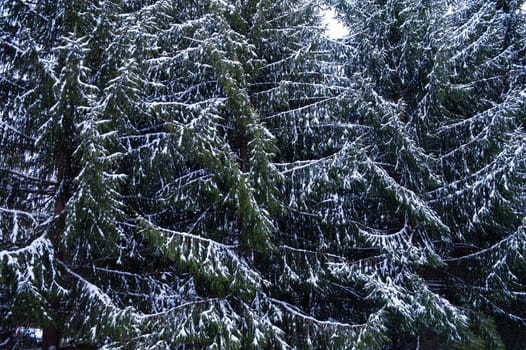 Snow-covered fir trees in the mountain forest.