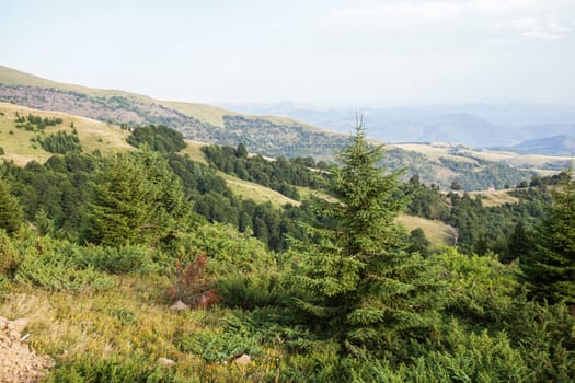 Idyllic mountain nature landscape in summer day. Panoramic view of Kopaonik mountain. Serbia.