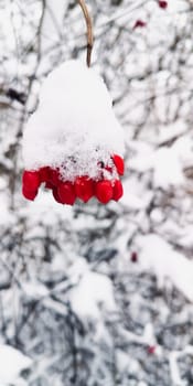 A bunch of red rowan berries covered with snow.