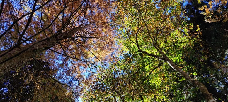 Zhushan, Nantou County - Dec 1, 2021: Shanlinxi Forest Ecological Resort features rich theme activities, seasonal flowers and rich ecology