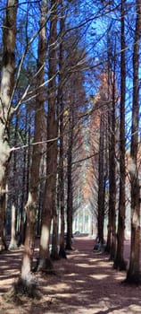 Zhushan, Nantou County - Dec 1, 2021: Shanlinxi Forest Ecological Resort features rich theme activities, seasonal flowers and rich ecology