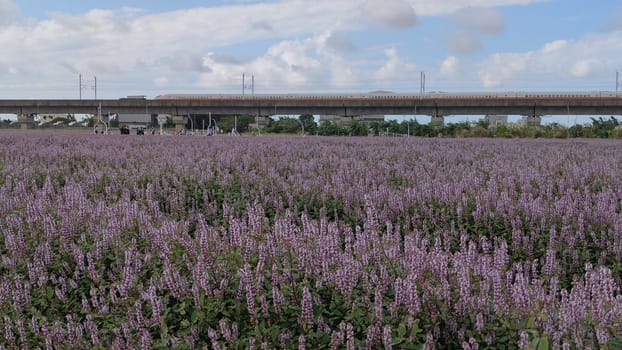 Yangmei District, Taoyuan City - Nov 30, 2021: Romantic Purple Immortal Grass Flower Sea, Yangmei District, Taoyuan City, Taiwan