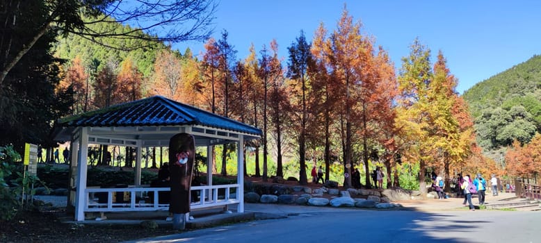 Zhushan, Nantou County - Dec 1, 2021: Shanlinxi Forest Ecological Resort features rich theme activities, seasonal flowers and rich ecology