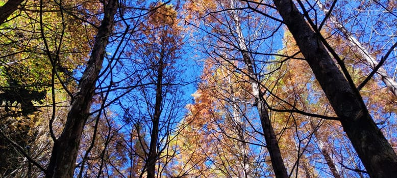Zhushan, Nantou County - Dec 1, 2021: Shanlinxi Forest Ecological Resort features rich theme activities, seasonal flowers and rich ecology