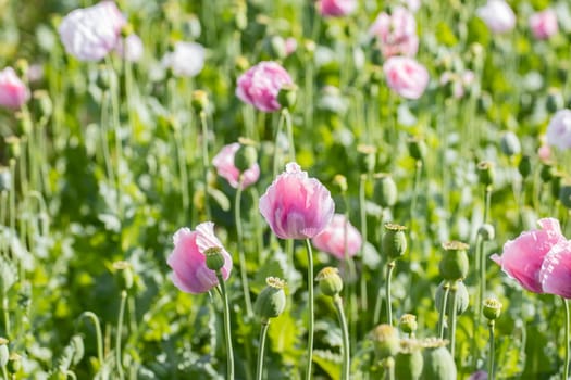 Beautiful pink poppies in blossom on a summer meadow