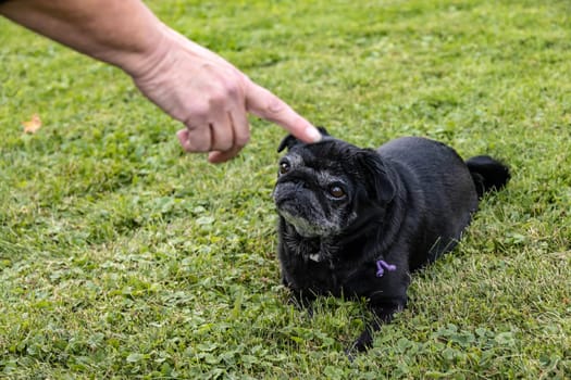 Black senior pug posing on green meadows.