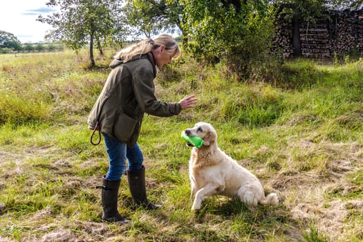 Dog trainer trains a golden retriever on a meadow in autumn.