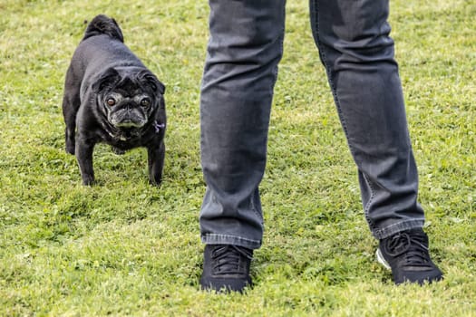Black senior pug posing on green meadows.