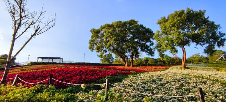 The San-Tseng-Chi Urban Park on a bright sunny day with colorful flower fields on the hillside under blue clear sky during Flower Festival, in Beitou District, Taipei City, Taiwan