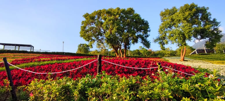 The San-Tseng-Chi Urban Park on a bright sunny day with colorful flower fields on the hillside under blue clear sky during Flower Festival, in Beitou District, Taipei City, Taiwan